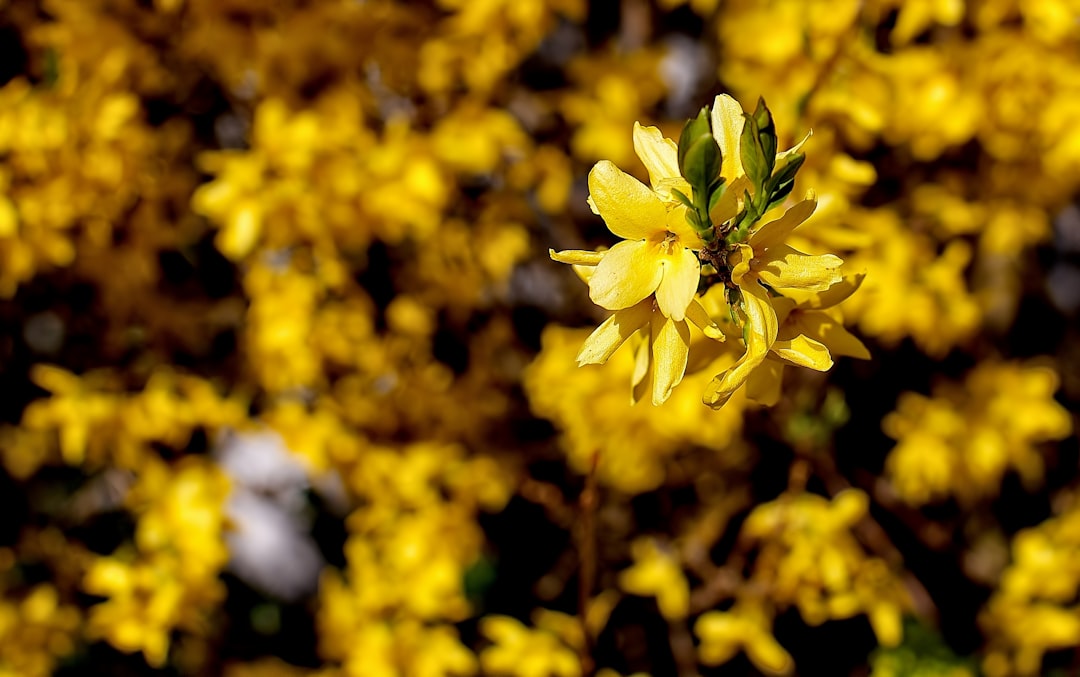 yellow-petaled flower
