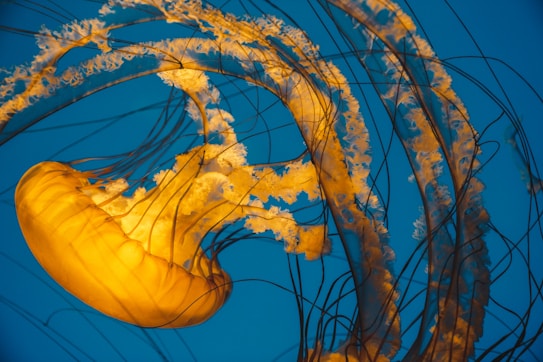 A vibrant jellyfish with a glowing orange hue floats gracefully against a deep blue background. Long, flowing tentacles trail elegantly, creating intricate patterns and textures.