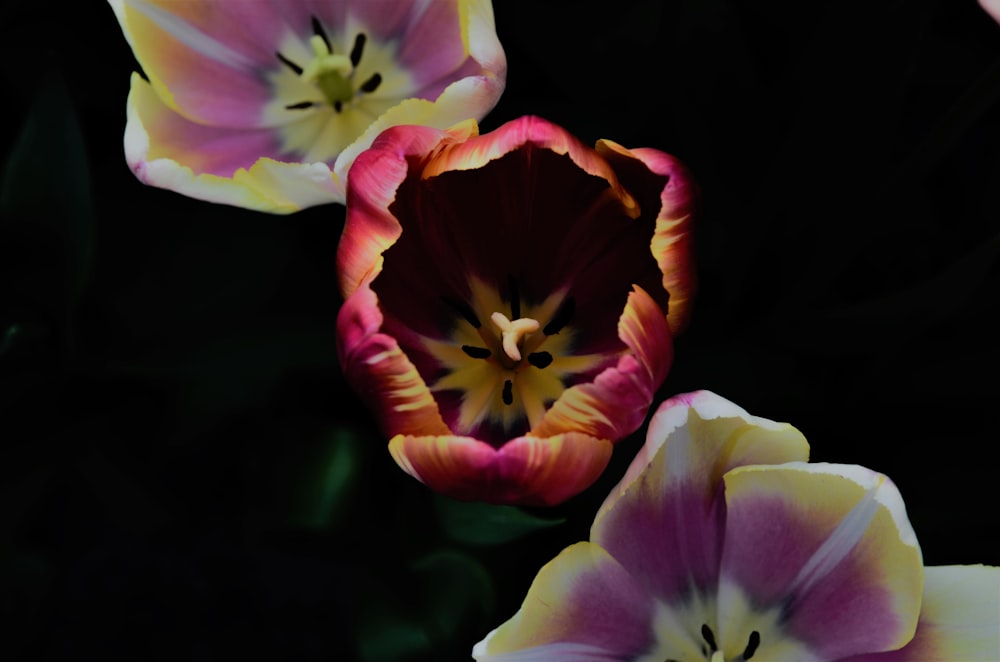 a bunch of flowers that are in the dark