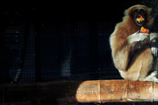 A brown monkey sits on a wooden pole, eating fruit in a dimly lit enclosure. The background is dark, suggesting an indoor habitat with netted walls.