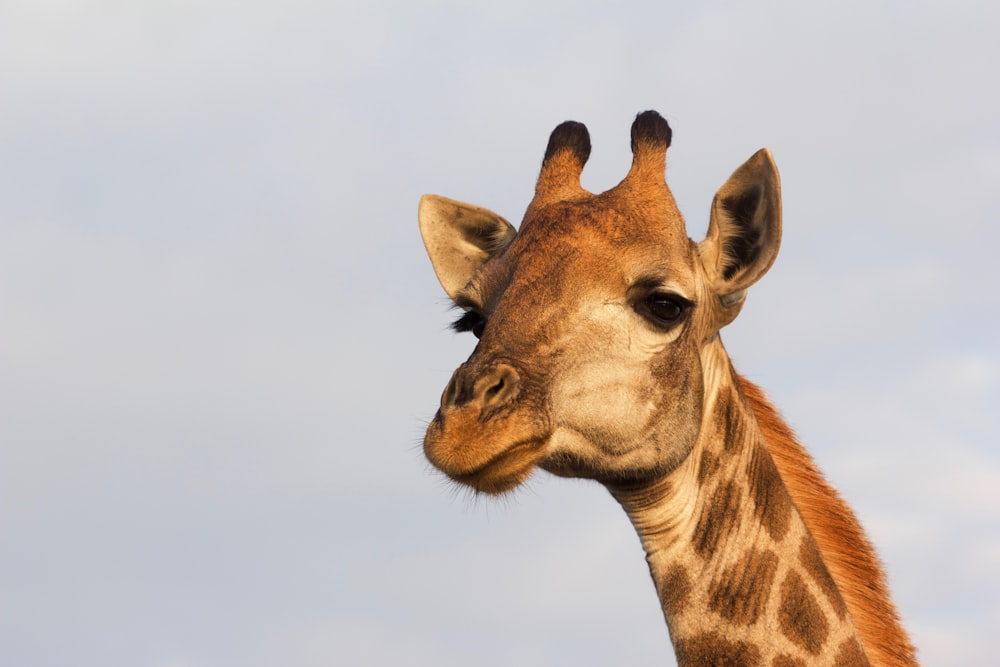 close-up photography of giraffe head