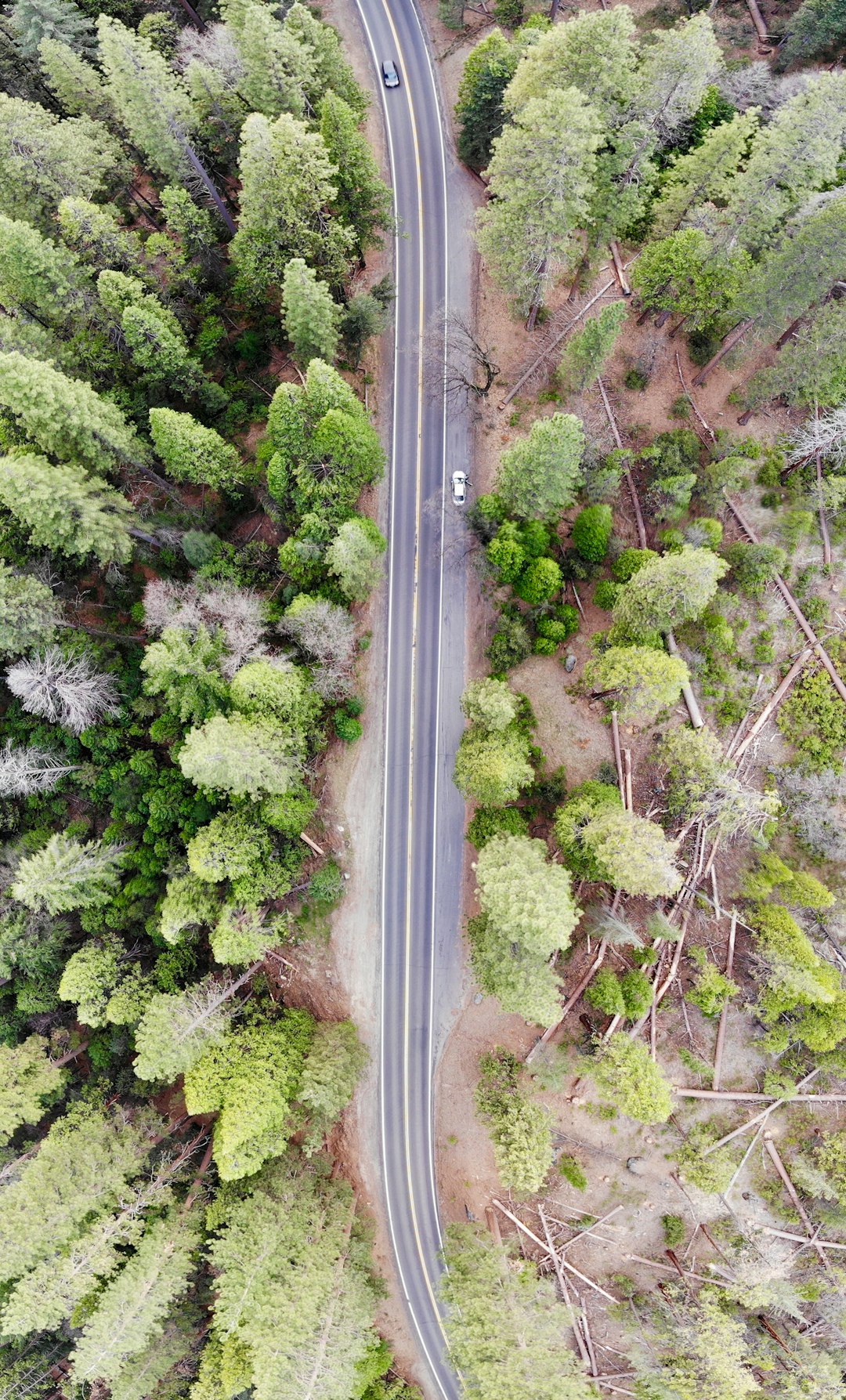 bird's-eye view photography of road surrounded with trees