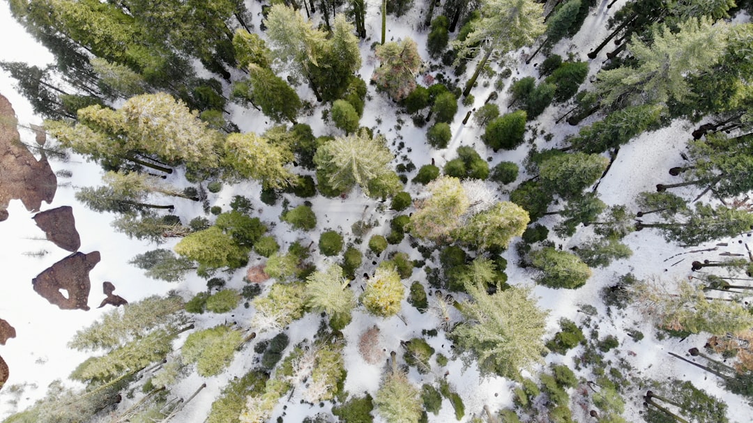 bird's eye view of tall trees on snow coated ground