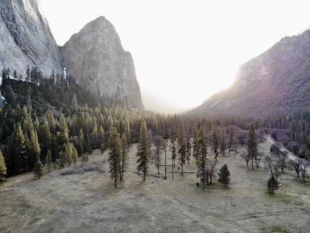 landscape photography of trees