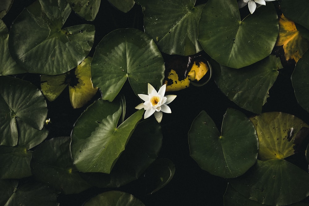 Fotografie von weißen Blütenblättern und Seerosenblättern