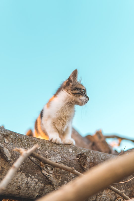 cat standing on tree log in Rabat Morocco