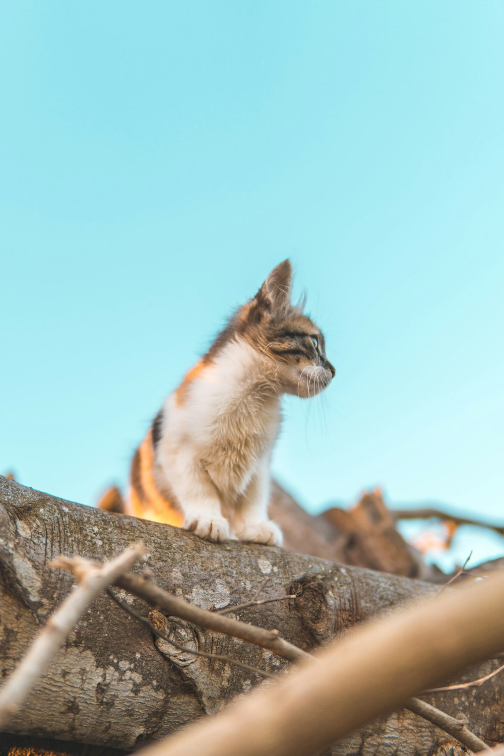 cat standing on tree log