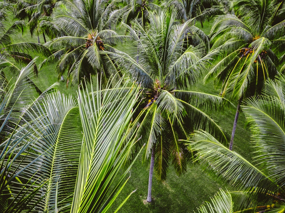 hilera de cocoteros