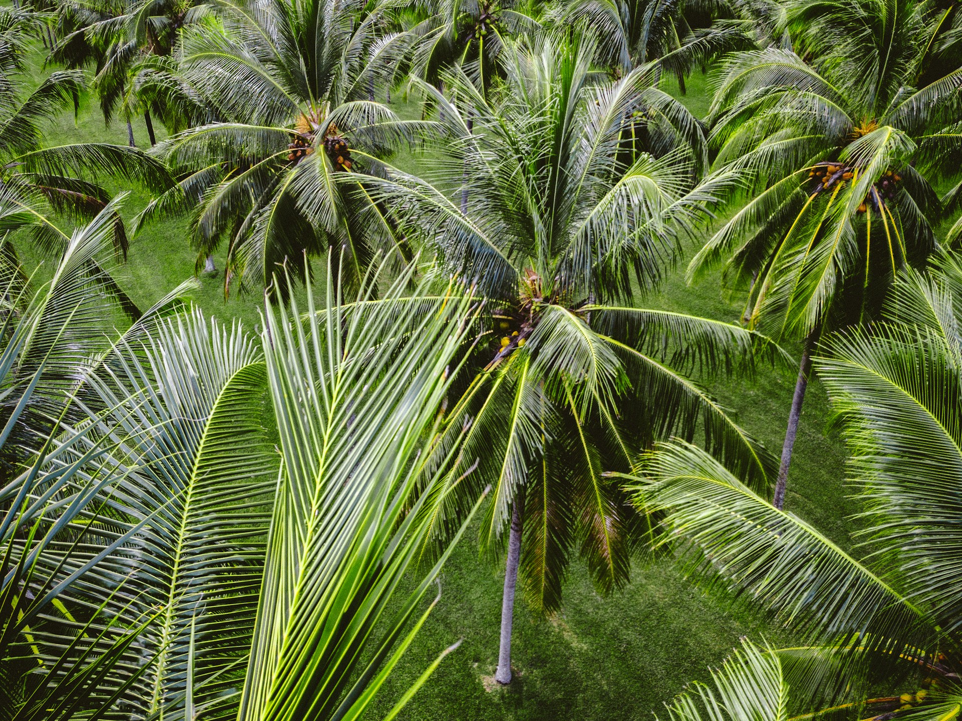row of coconut trees