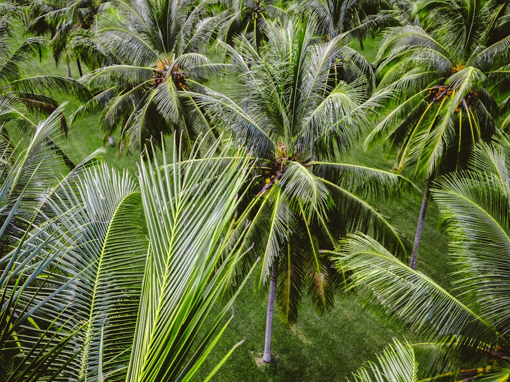 row of coconut trees