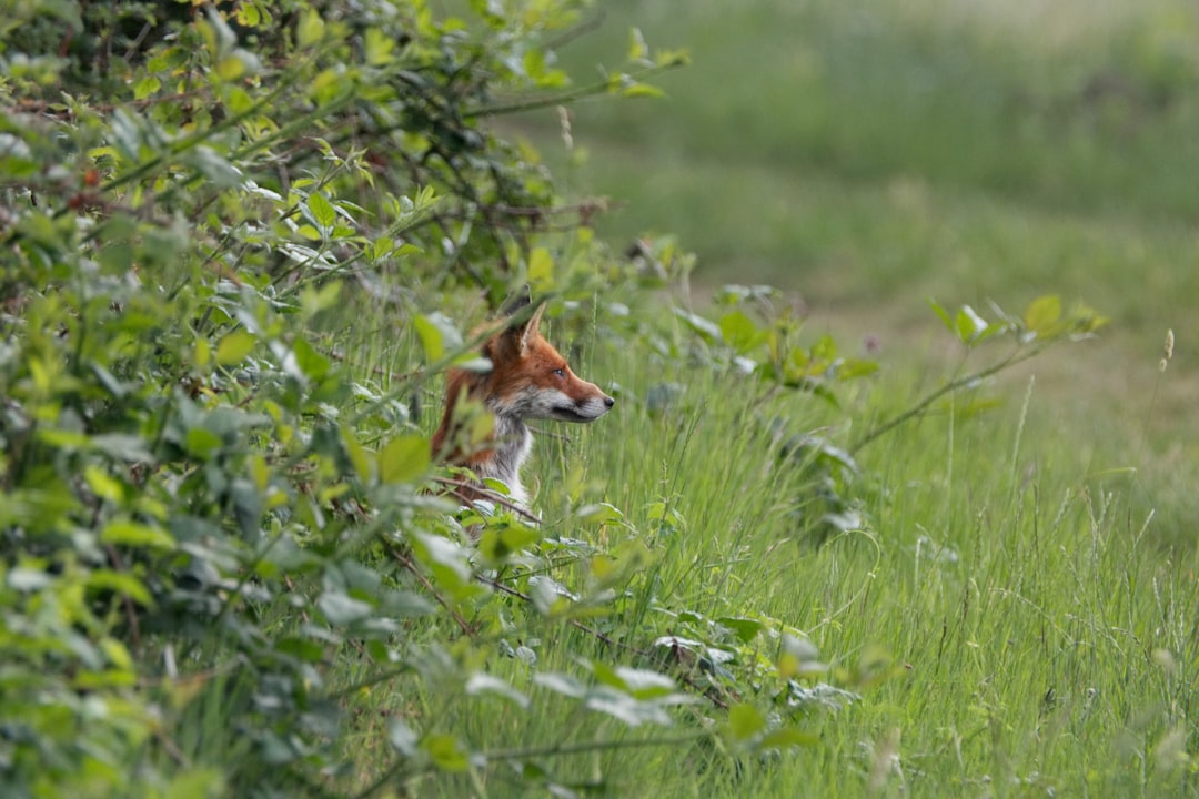 Wildlife photo spot Emst Zwolle