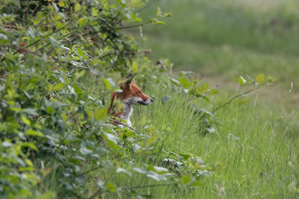 closeup photo of brown dog lying on green tall grass