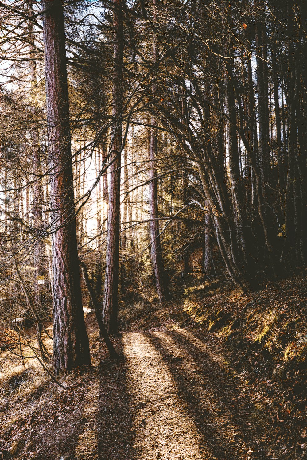 brown trees with sun raise at daytime