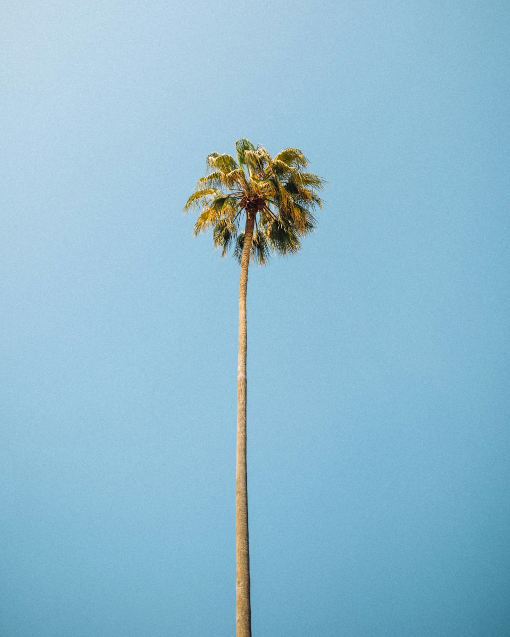 Vue de l’œil du ver photographie d’arbre tropical vert