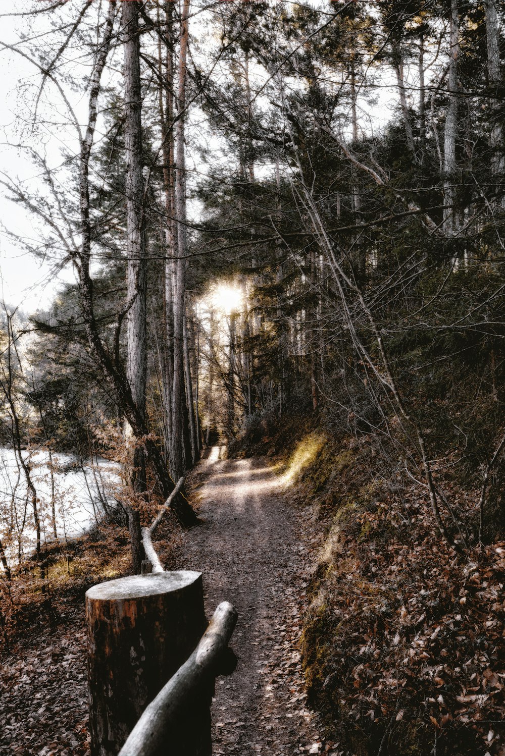 dirt road near trees