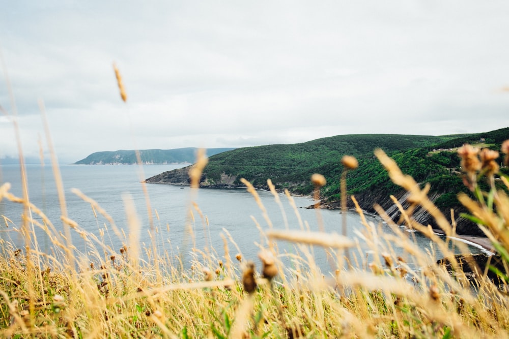 mountain with green trees next to sea