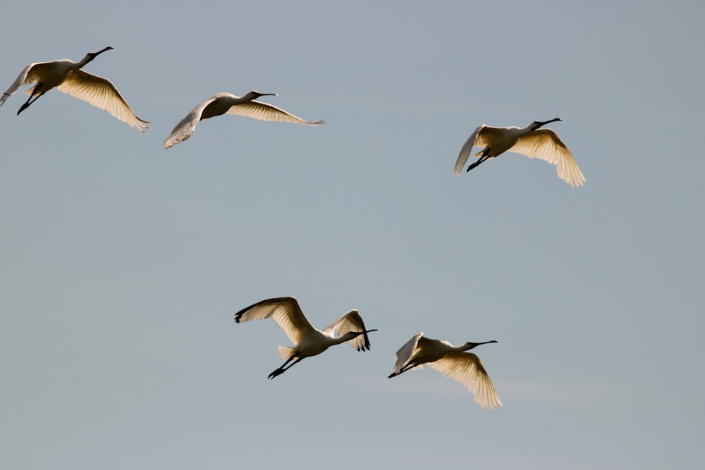 flock of birds in mid air