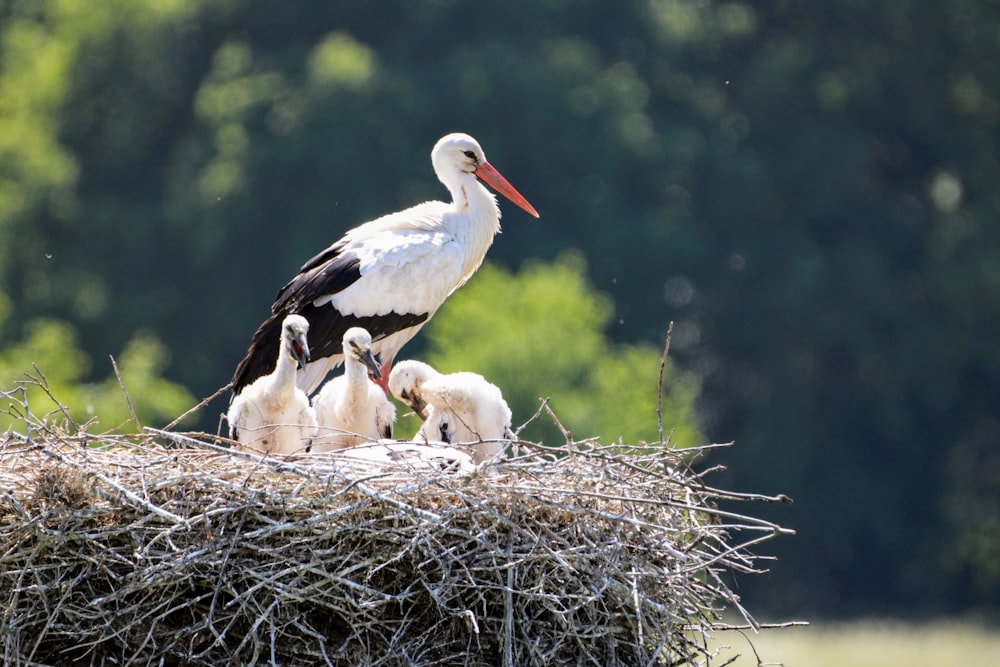 巣の上に立つ白鳥と黒鳥の浅い焦点写真