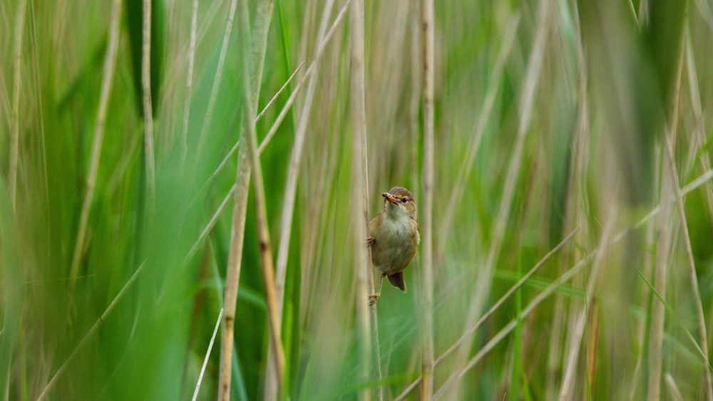 bird perched on grass