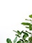 green leafed plant