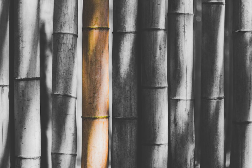 fotografia colorida seletiva de vara de bambu