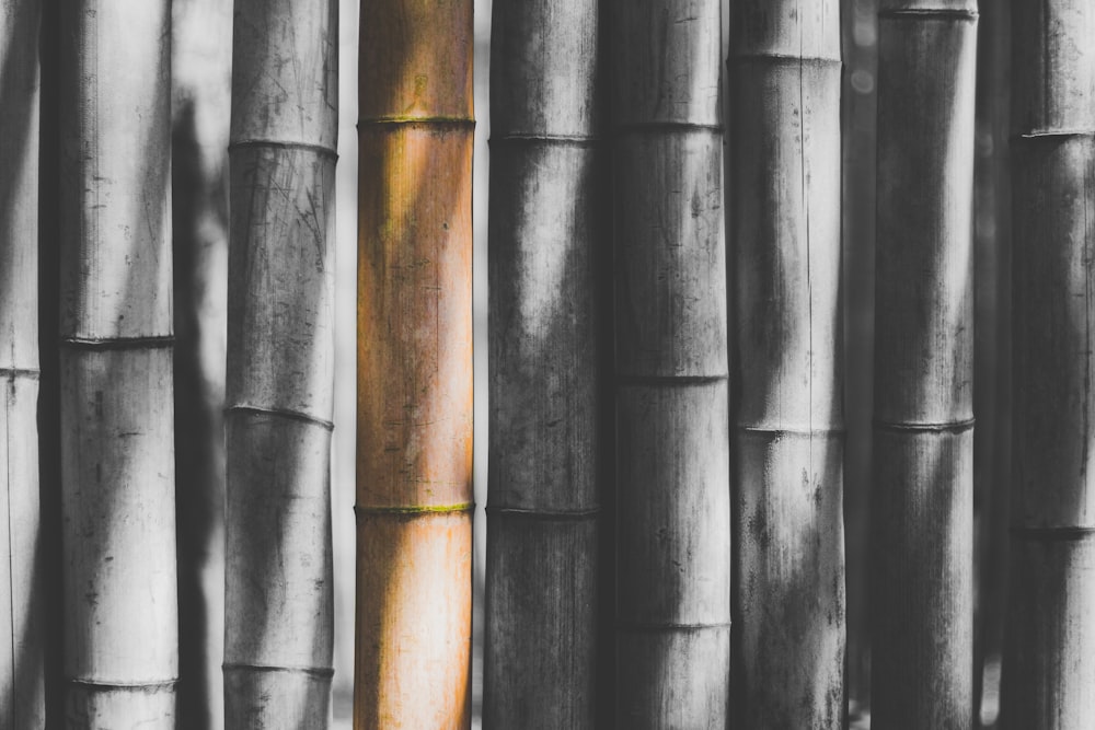 selective color photography of bamboo stick