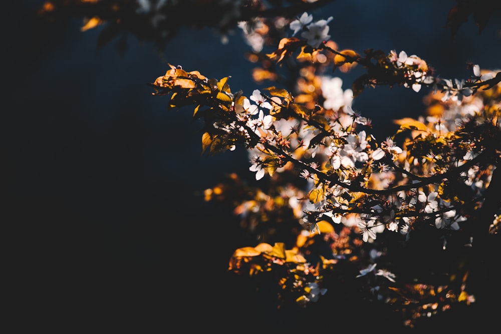 shallow focus photography of white flowers in brach