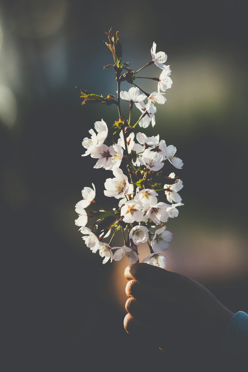 Person mit weißen Blumen
