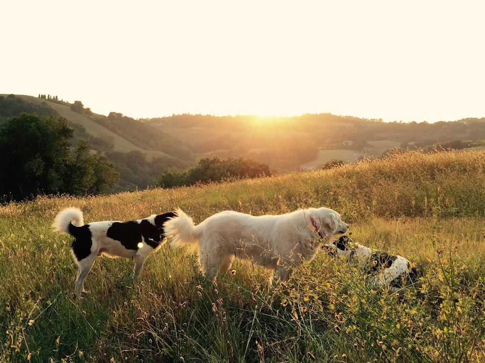 Fotografía de tres perros jugando en el campo de hierba