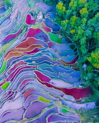 aerial photography of rice terraces