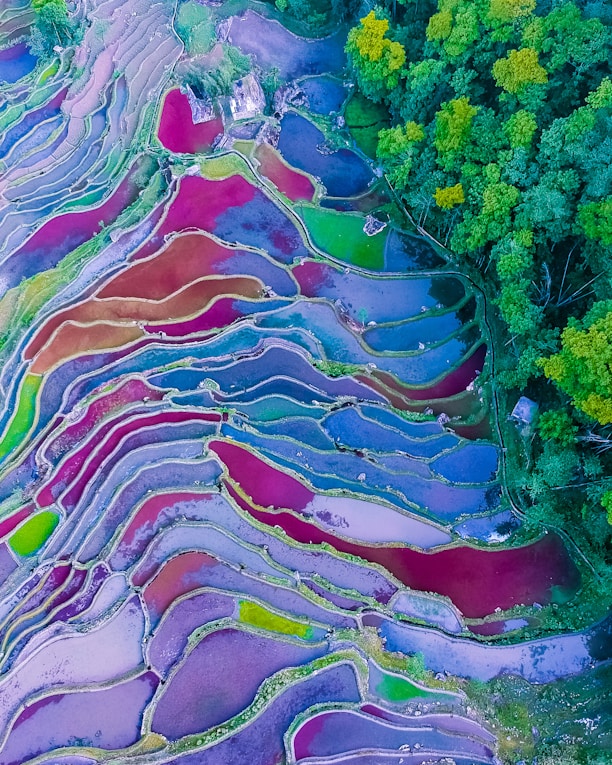 aerial photography of rice terraces