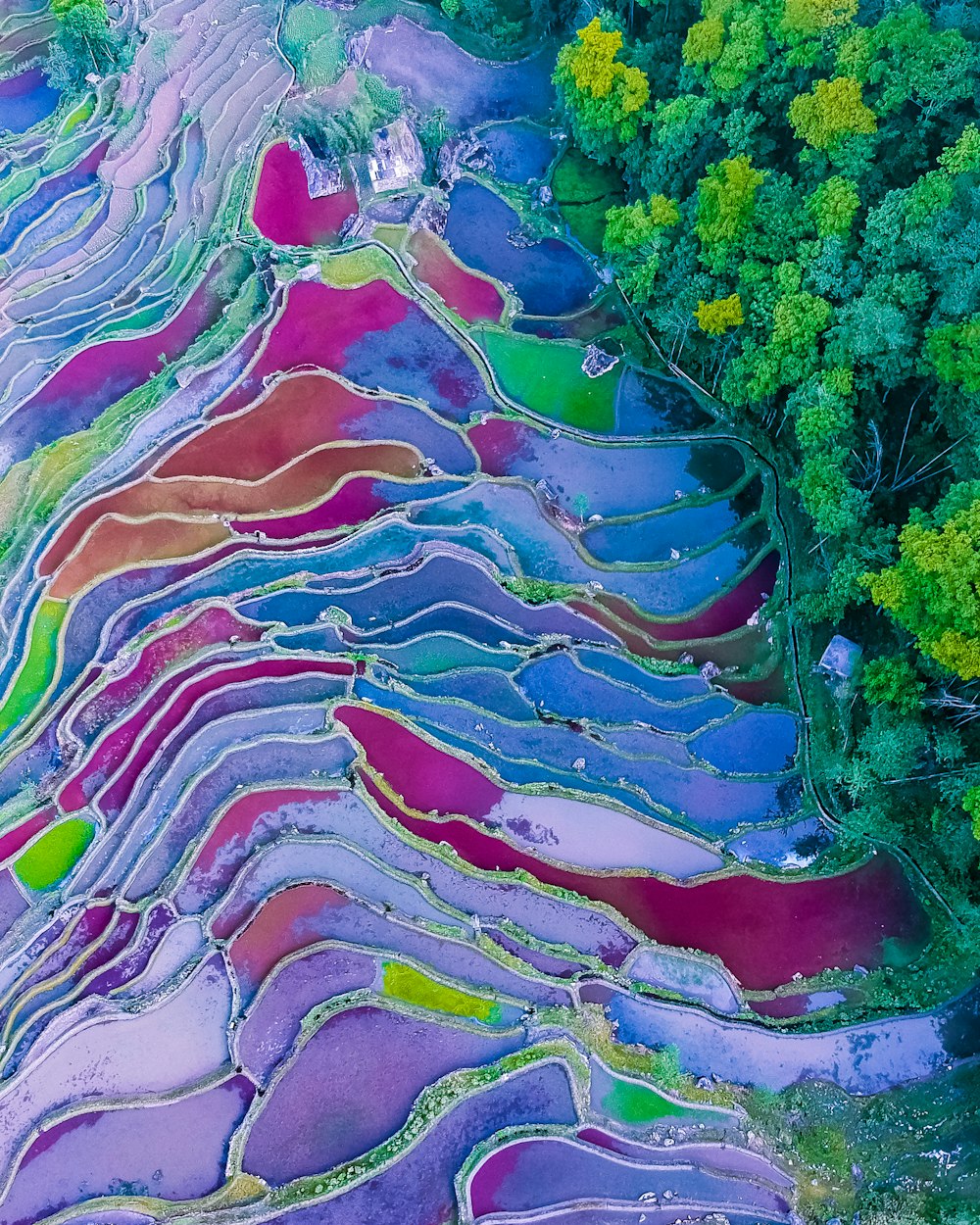 photographie aérienne de rizières en terrasses