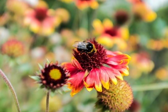 A bee is perched on a vibrant red and yellow flower, surrounded by other similar flowers in a lush, blurred background. The petals of the flower have gradients of red, transitioning to yellow at the tips, creating a rich, colorful contrast with the bee's dark body. The overall composition highlights the interaction between the bee and the flower amidst a natural garden setting.