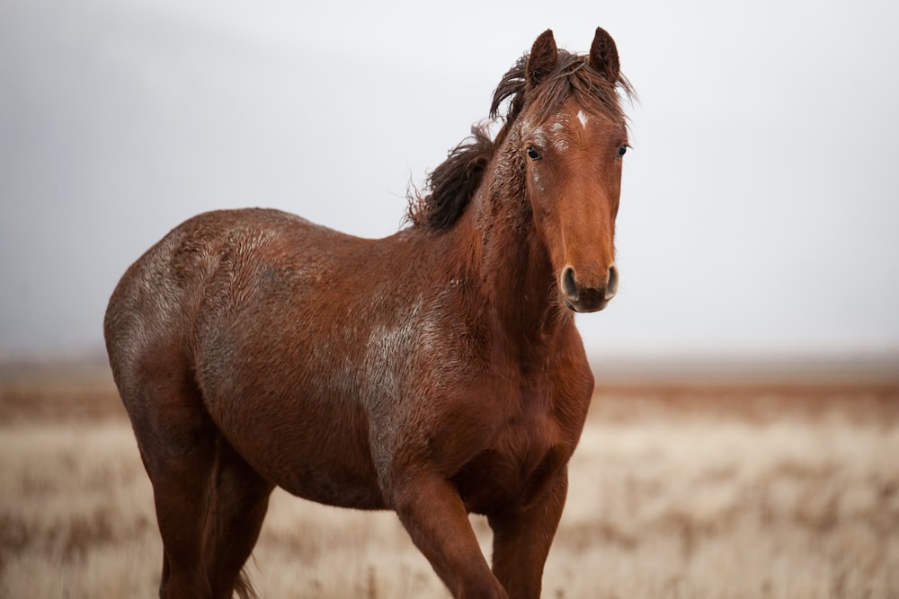 Fotografia de foco seletivo de cavalo marrom