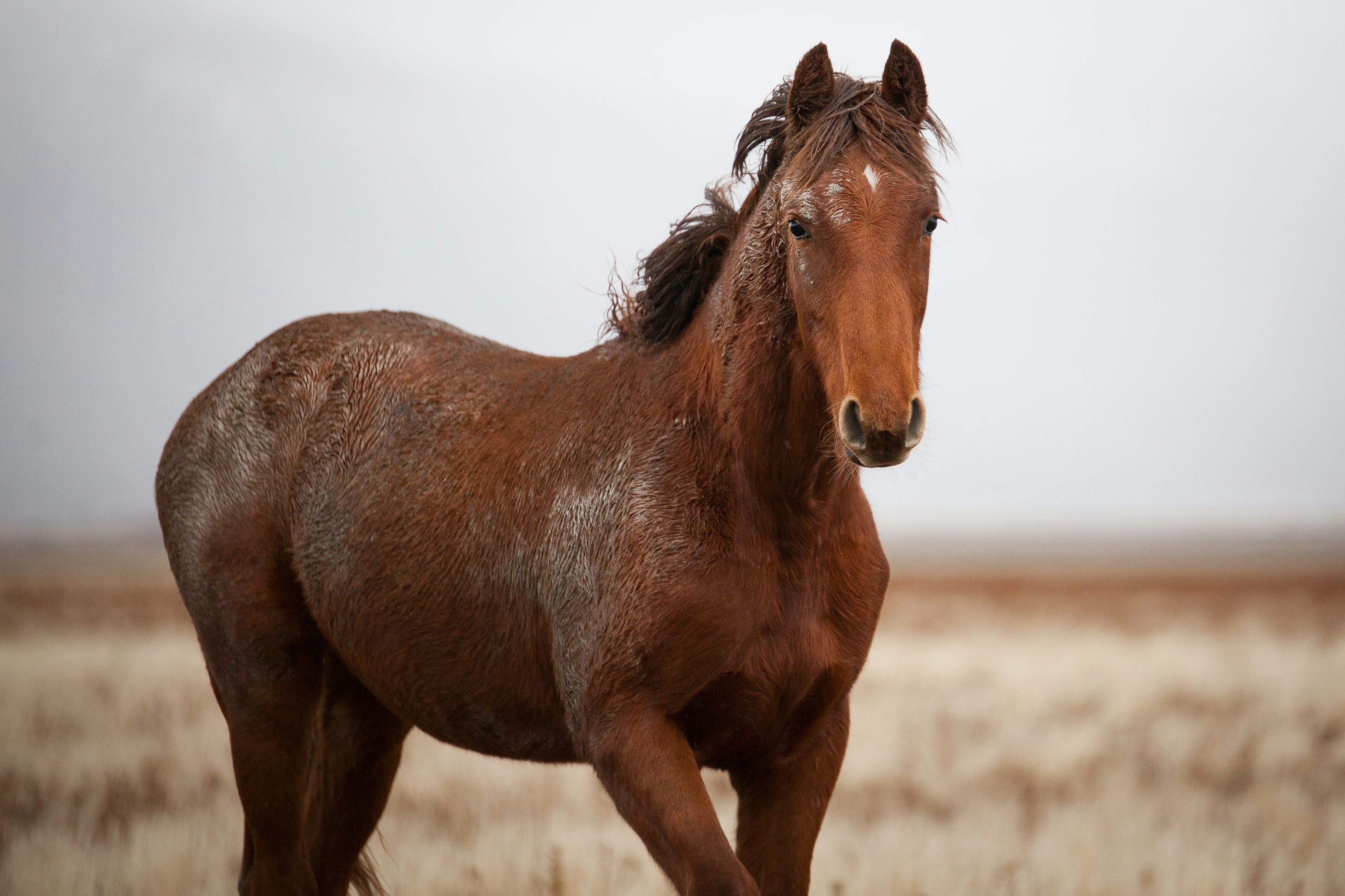 Equilibrium / Sustainability — Wild Horses Could Help Temper Western Wildfires