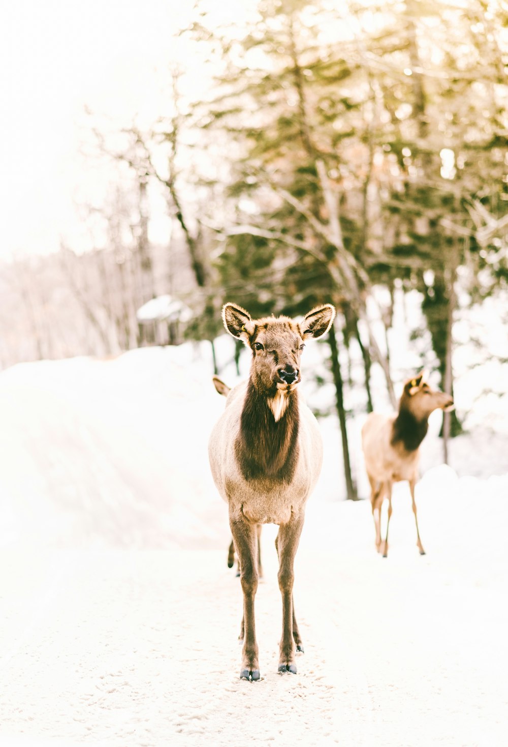 braune Tiere, die auf schneebedecktem Land stehen