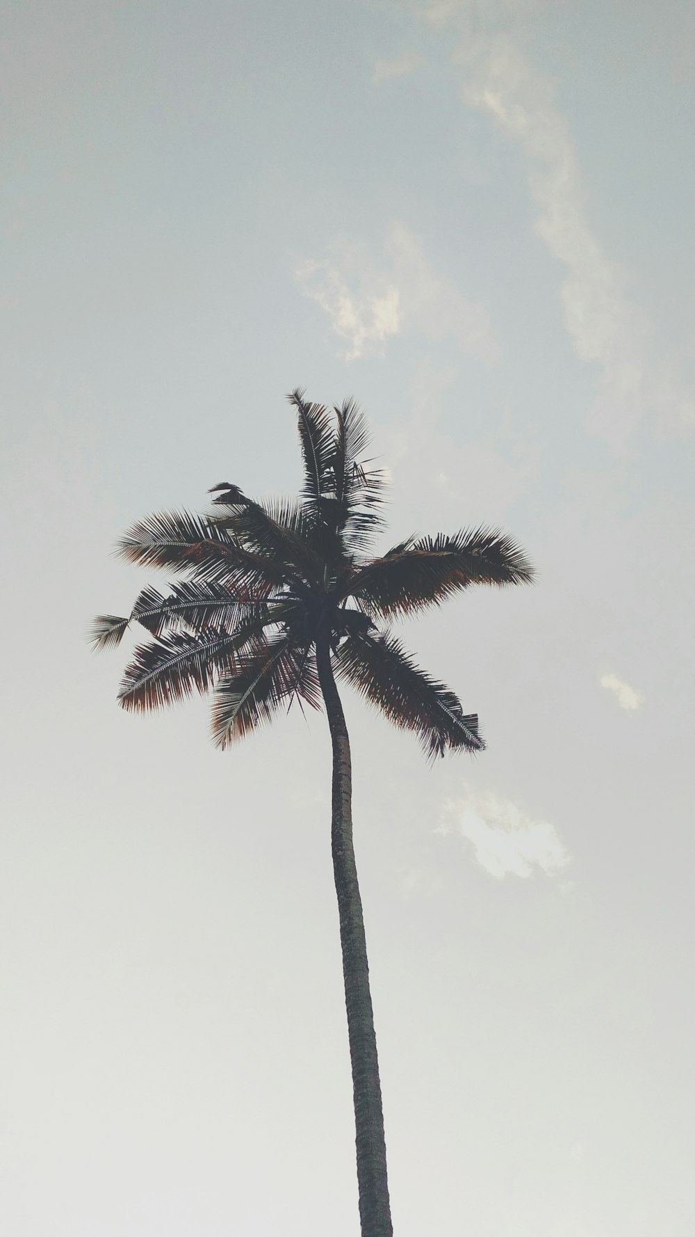 灰色の空の下のココナッツの木