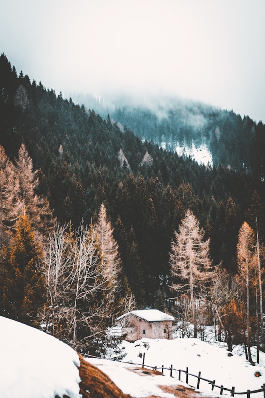 brown wooden house near green leaf trees during daytime in Karerpass Italy