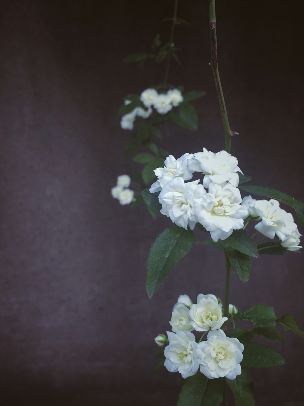 closeup photo of white petaled flowers