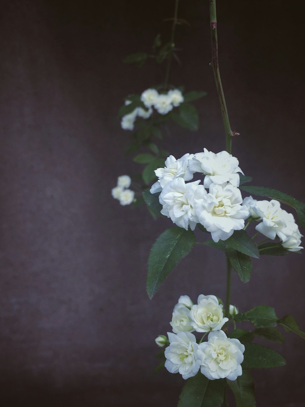 Nahaufnahme von weißen Blütenblättern