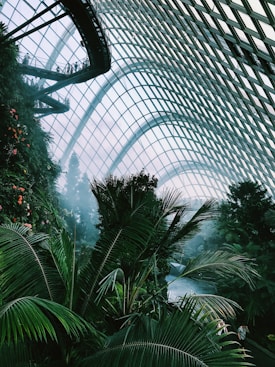 photo of coconut tree inside clear glass dome