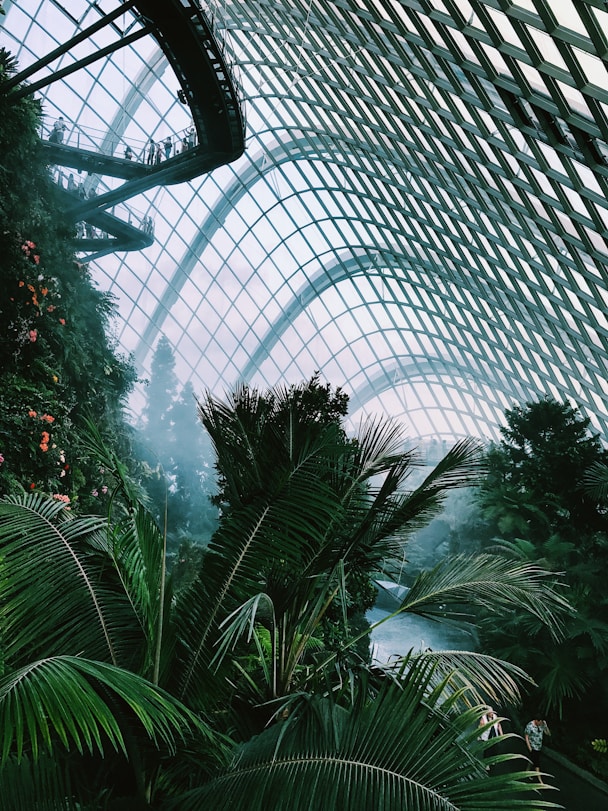 photo of coconut tree inside clear glass dome