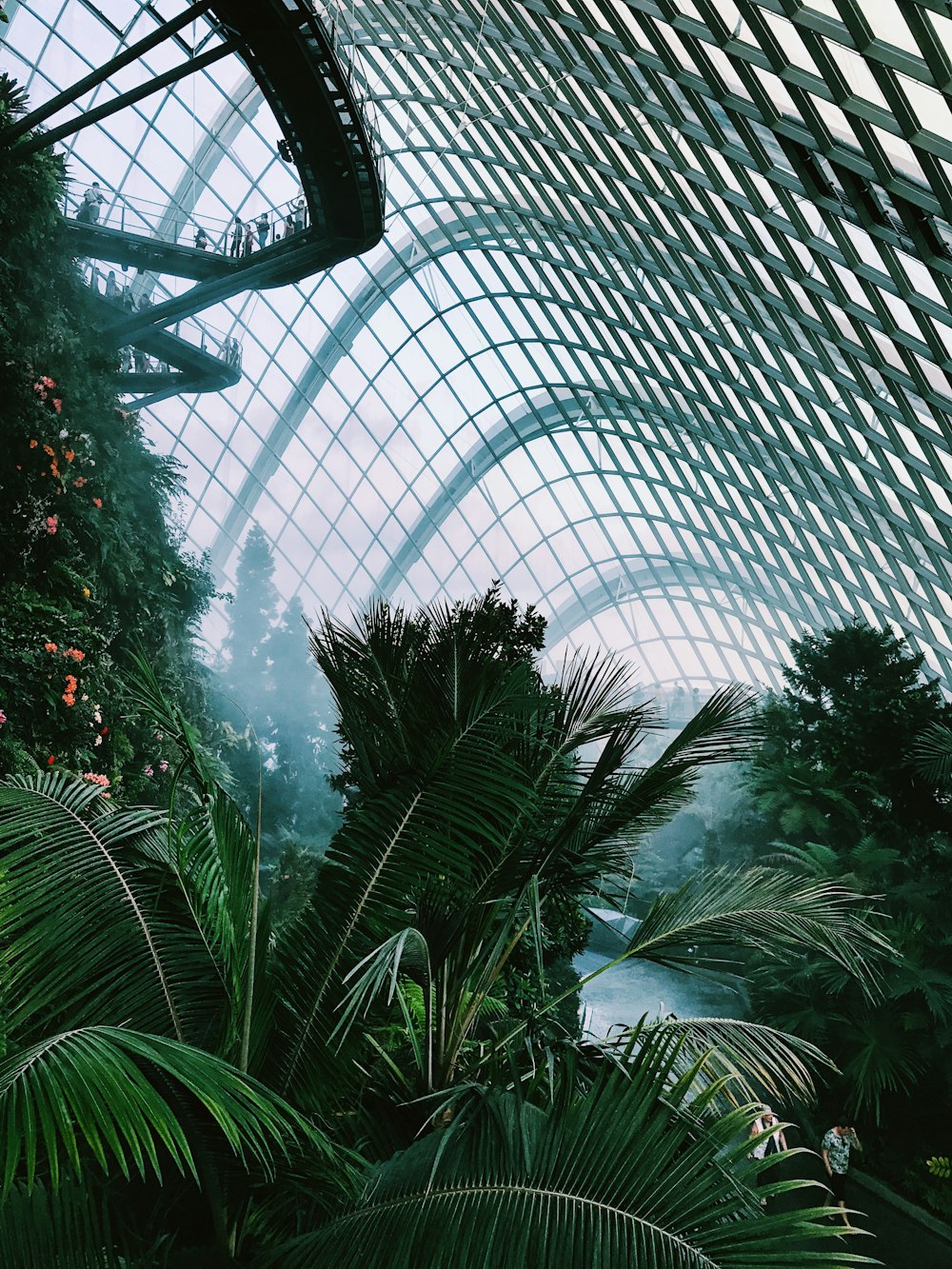 Foto di albero di cocco all'interno di una cupola di vetro trasparente