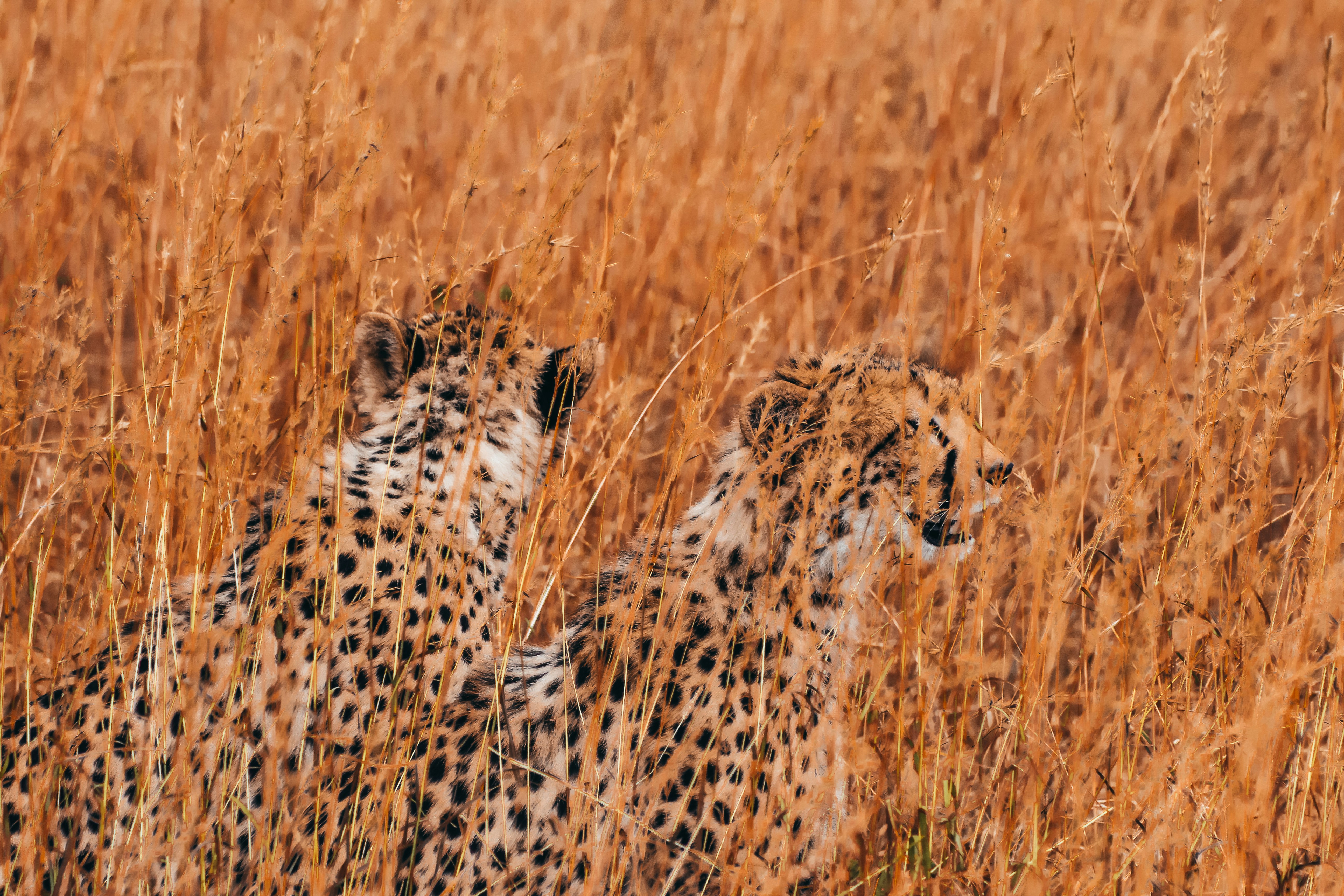 Masters of Camouflage (image credits: unsplash)