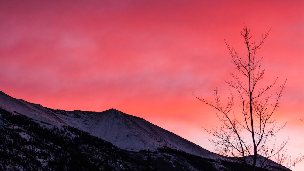 bare tree near mountain during golden hour