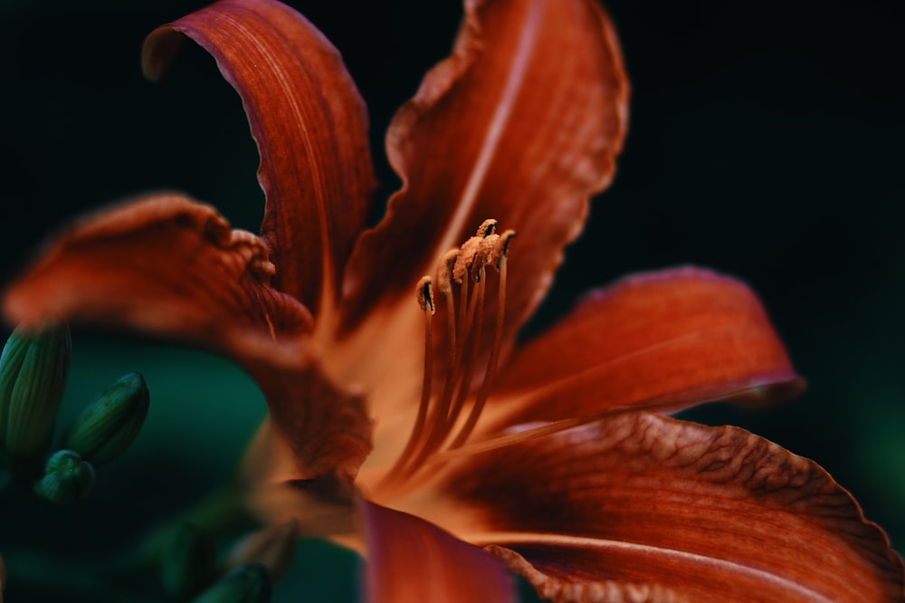 shallow focus photography of red flowers