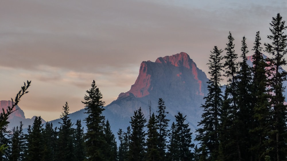 pine tree and mountain