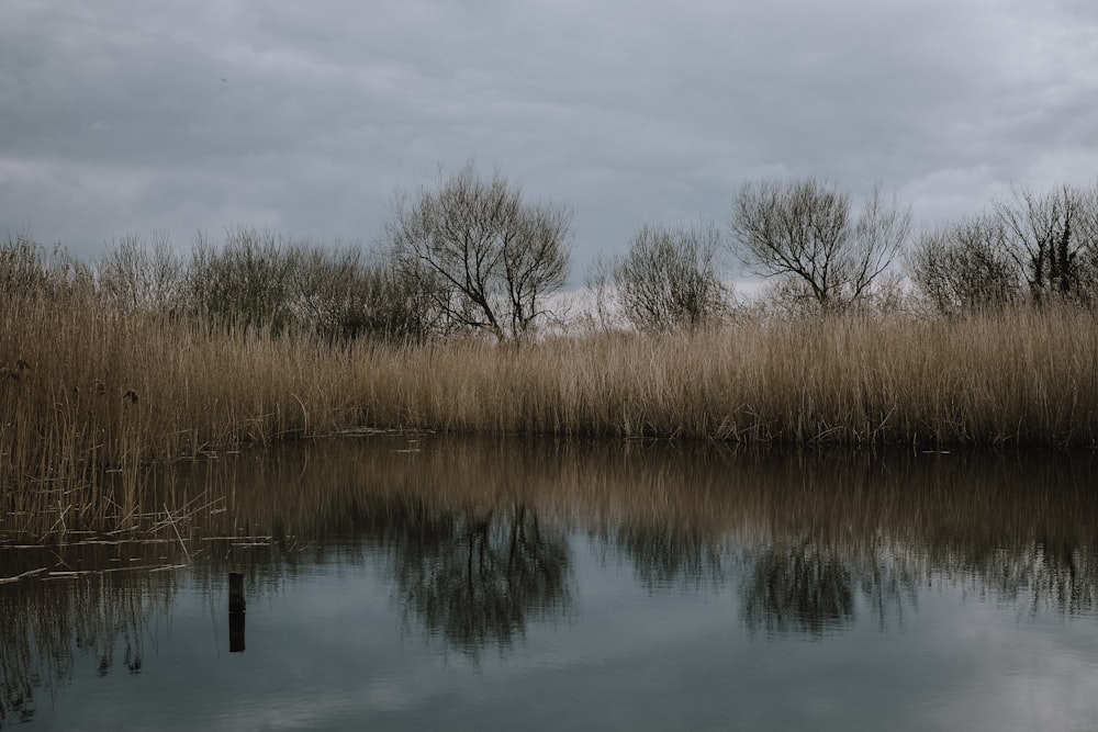 grass near body of water