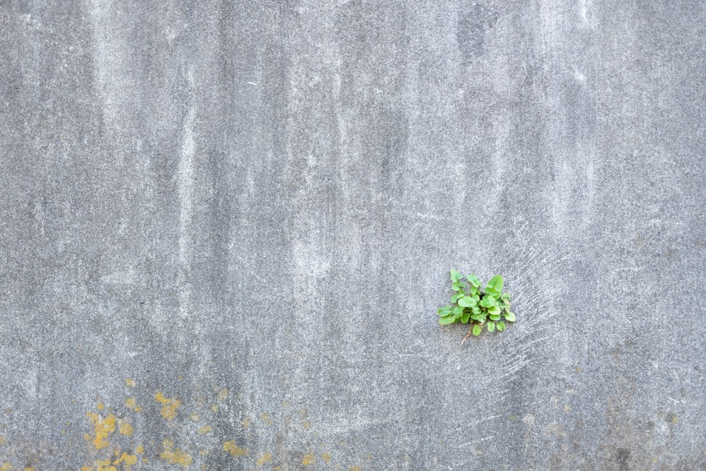 Grüne Blätter auf grauem Betonboden
