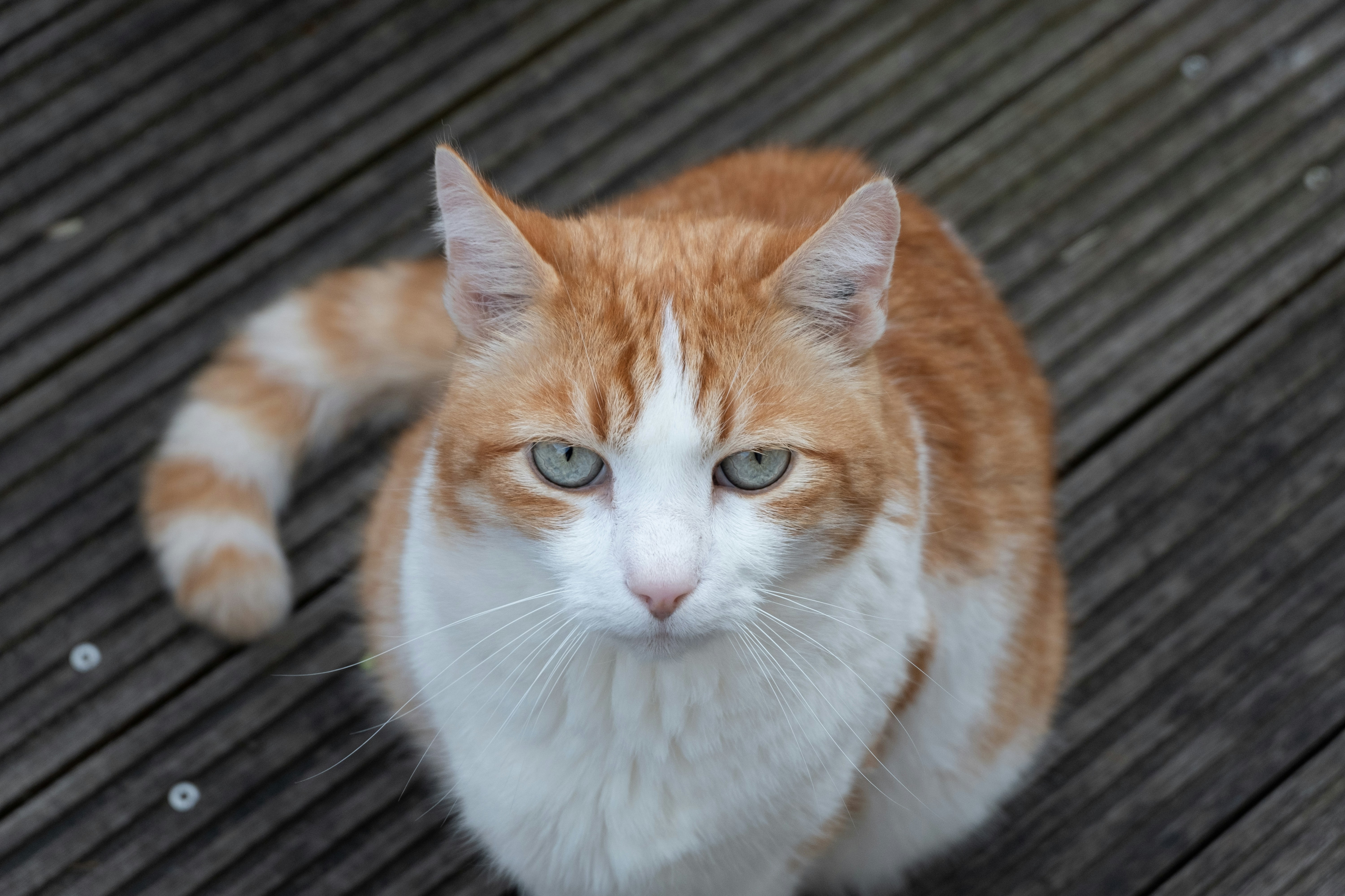 夢占い 猫が出てくる夢の意味80選 猫がたくさん出てくる夢 Uranaru ウラナル